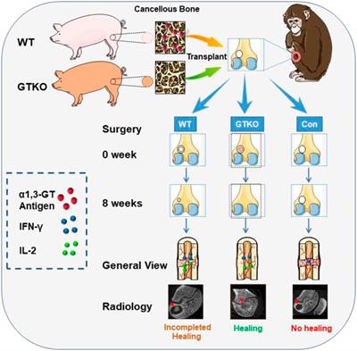 Repair of bone defects in rhesus monkeys with α1,3-galactosyltransferase-knockout pig cancellous bone